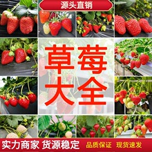 ���Ͳ�ݮ�N�����ļ��ײ�ݮ�N���߲˷N�ݼt�ͥ�����̨�Nֲ