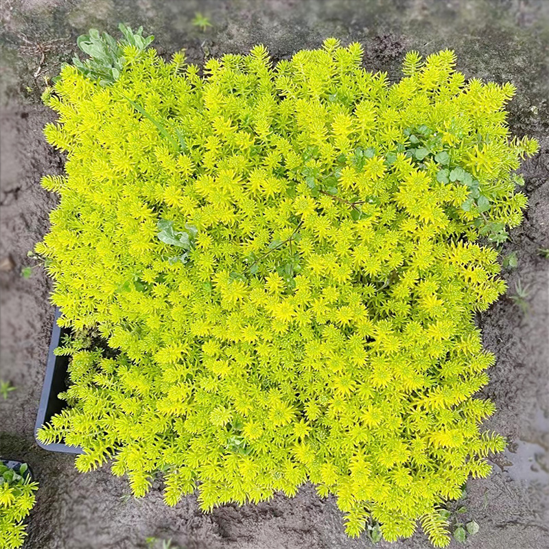 Square Plate Gold Leaf Buddha Nail Grass Buddha Nail Iron Nail Dog Tooth Grass Gold Spike Insert Colorful Leaf Flower Border Plant Seedlings