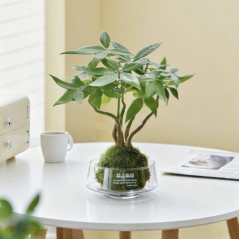 Money Tree Small Potted Plant [Banana Green Is Prohibited] Moss Ball Hydroponic Green Plant Indoor Desktop Easy to Maintain for Lazy People