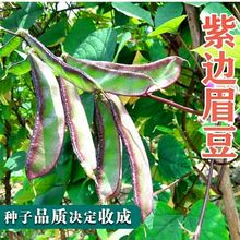 ߅üNӴ󌒱ⶹǷNѴٶѽYv߮͟a