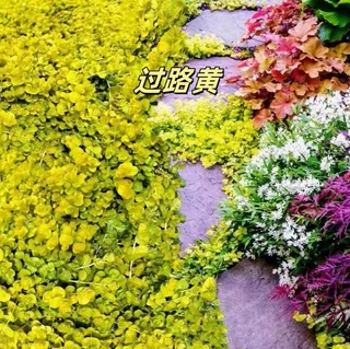 金叶过路黄盆栽黄金串地被植物趴地匍匐生长耐寒耐热花境庭院