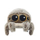 in stock Lucas Lucas Spider Doll Children's Plush Toy Cute Spider Crawler Doll