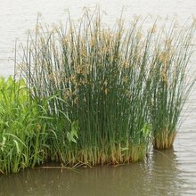 批发 水葱苗  池塘公园湖边湿地造景绿化 挺水植物 仟花轩