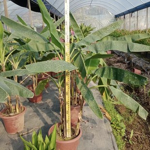 2412 Flower Garden Supplies Ornamental Banana Tree Purple Flower Banana Orange Flower Banana Potted Plant 1- 2m High Courtyard Green Plants