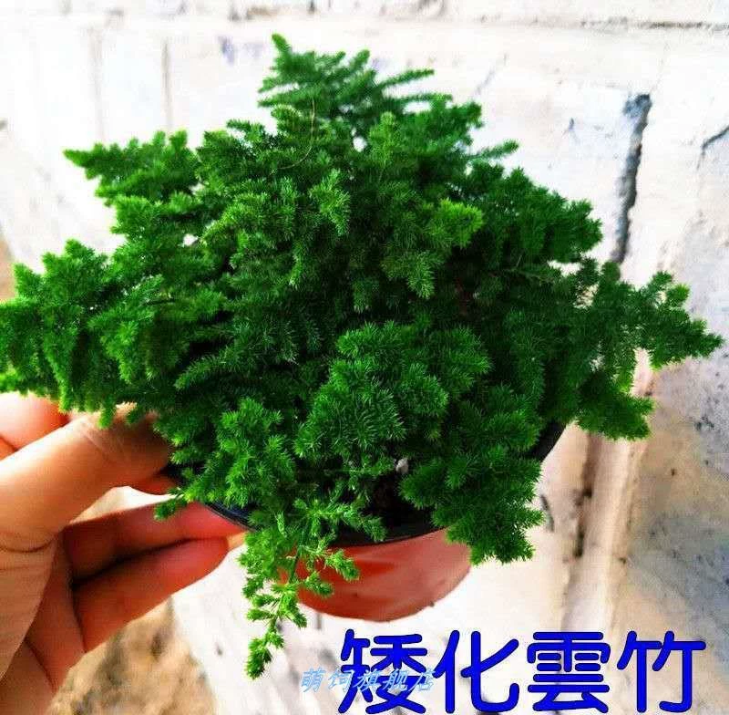 Таншаньский гномий облако, бамбук аспарагус, бамбук облако, бонсай из камней, небольшие горшечные растения на рабочем столе в офисе, легко выращивать зеленые растения, бесплатная доставка