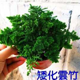 唐山矮生云竹文竹云松竹假山盆景办公室内桌面小盆栽好养绿植包邮