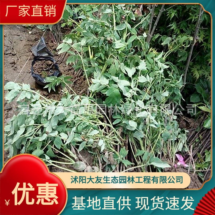 Большое количество оптом рассада цветов пиона цветы пиона красные цветы пиона белые цветы пиона