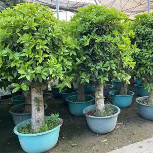 𻨘ԭϘļ_辰҃ͥԺ՚