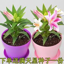 【浓香型】四季带芽香水百合花盆栽种球百合花种子郁金香水仙花苗