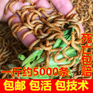 Mealworms, Live Mealworms, Arowana, Scorpions, Quail, Orioles, Stone Frog Feed