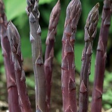 芦笋根苗种植紫色芦笋苗四季种植卢笋种植蔬菜三年种苗阳台盆栽苗