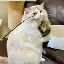 猫咪逗猫棒猫玩具大尾巴响声玩具三节可伸缩猫咪用品厂家直售包邮