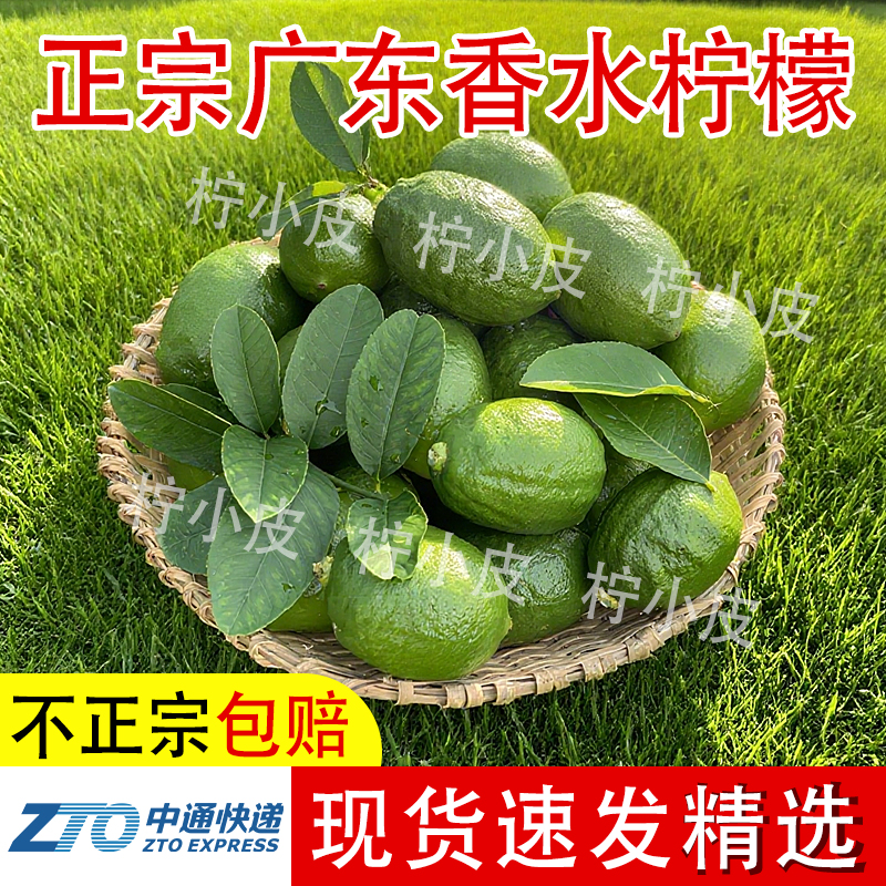 广东江门产地香水柠檬果新鲜现摘四季无籽奶茶店手打