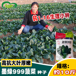 �����N�Iī�G999�N��  �r��ˈ@���N�߿����~�ۺ񲤲˷N��