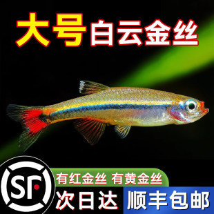 ��녽�z�~��ˮС��ԭ���~���~���Ӝ��^�p��ˮ�ͻ�tβ������S