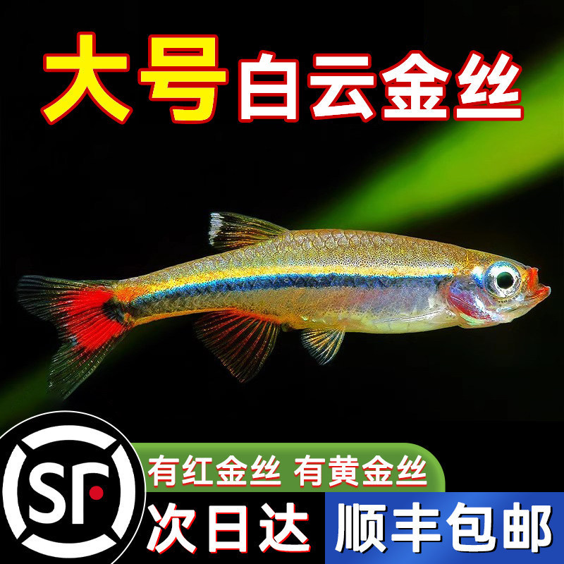 White Cloud Goldfish, Small Coldwater Native Fish, Tang Fish, Non-Heated, Ornamental Freshwater, Hardy, Red Tail Lightfish, Sf Express