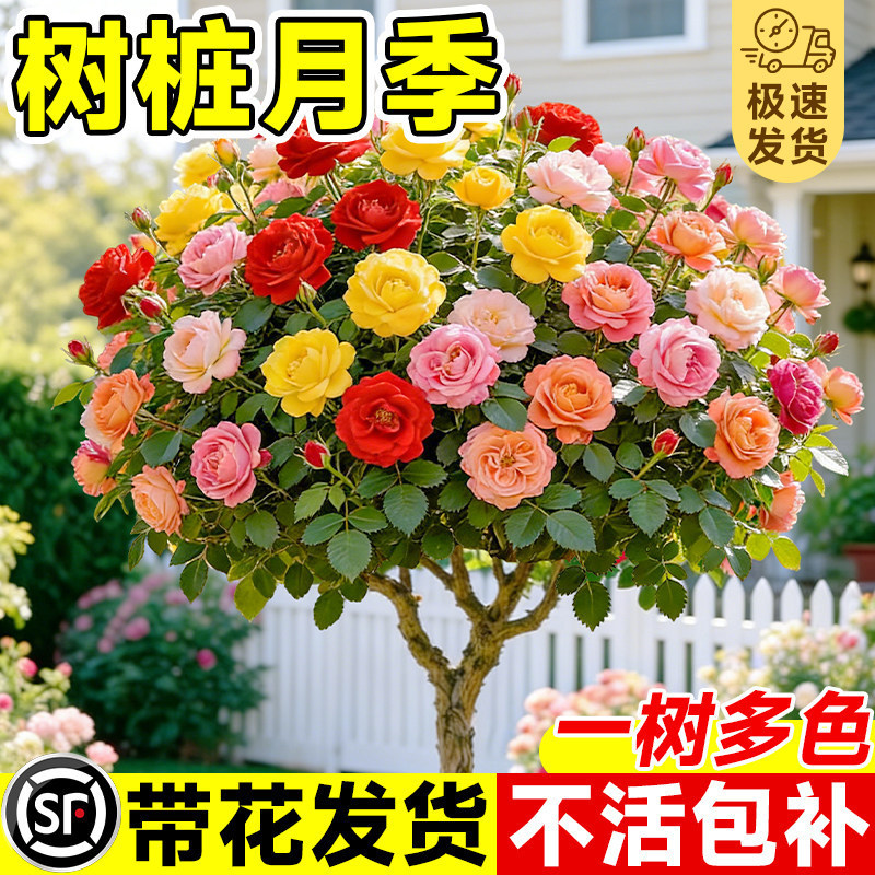 Large Rose Tree Seedlings, Lollipop-Shaped Flowers, Perennial Flowering Plants, Garden Old Stump Grafted Rose Tree Seedlings Large Rose Tree Seedlings, Lollipop-Shaped Flowers, Perennial Flowering Plants, Garden Old Stump Grafted Rose Tree Seedlings
