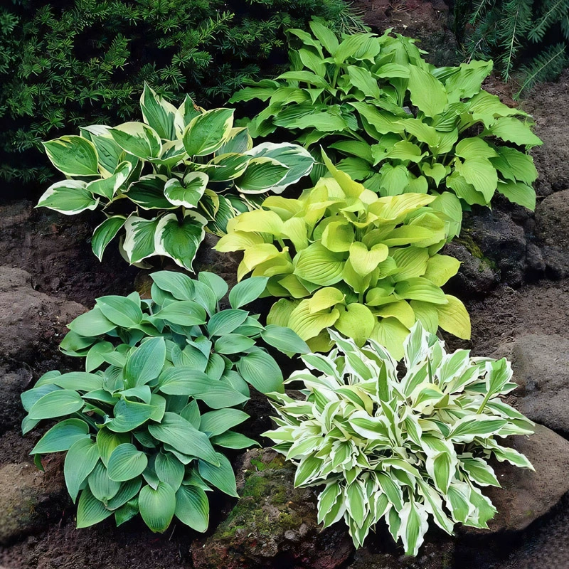 Дропшиппинг с золотистыми краями, цветочными листьями, нефритовой заколкой для волос, цветочными растениями в горшках, светолюбивыми растениями для балкона, двора, сада, цветочной каймы, цветами