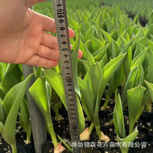 Park and Garden Landscaping, Beautiful Tulips Wholesale, Tulip Seedlings, Qingzhou Flower Wholesale