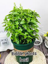 basil plants herbs mint rosemary thyme spices Edible plant