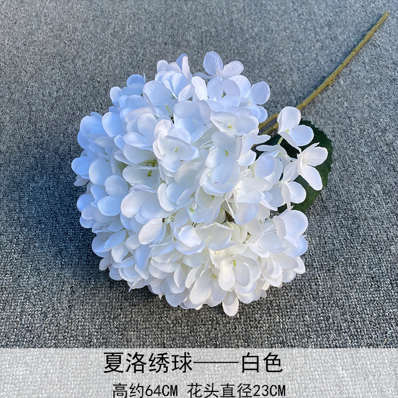 Charlotte hydrangea Blanco