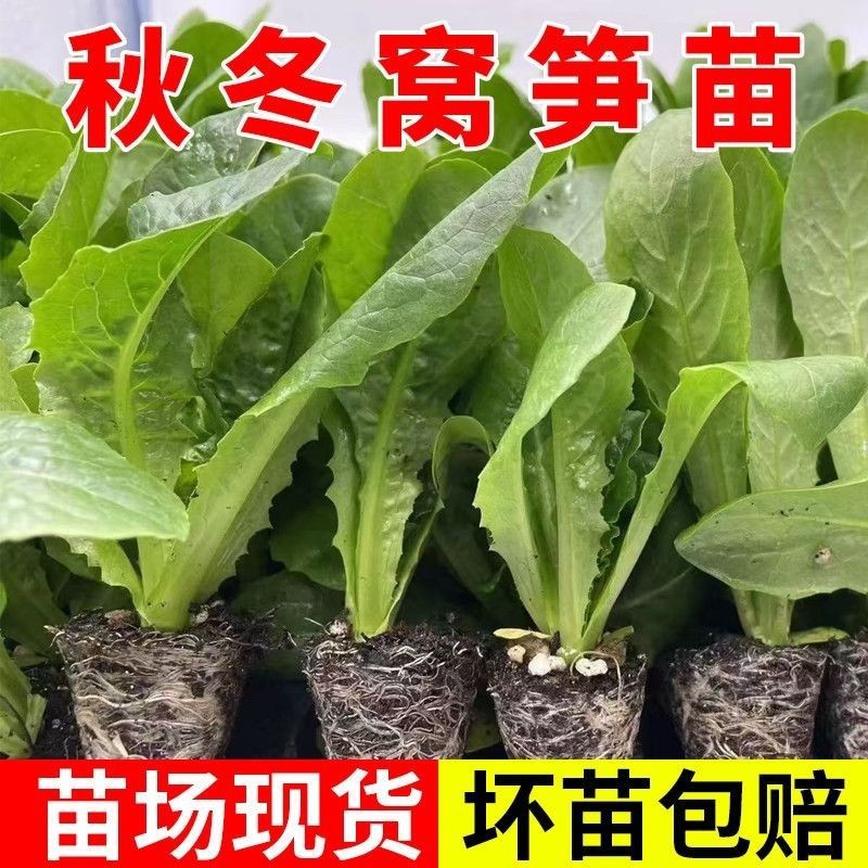红皮紫叶莴笋苗带土秧苗莴笋莴苣秧苗家庭阳台露地秋冬耐寒蔬菜苗