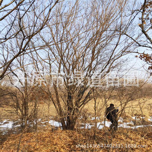 ������l��3-8����@���U��l�ʘ��ͺ��@�־G����ľ��l�������l