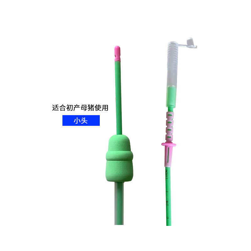 Vascular vascular deferente para cerdos importados de España, inseminación artificial profunda, vascular vascular deferente profundo, cerdo vascular vascular deferente