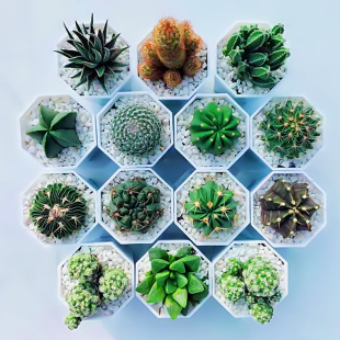 Succulents, Cactus, Cactus, Potted Florals, Easy to Grow, Office Desk, Small Green Plants, Factory Direct Sales, Free Shipping