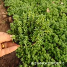 中华景天小盆栽 薄雪万年草中华景天黄金佛甲草垂盆草屋顶绿化苗