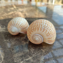 ���ݚ� �����������ݚ� ��ؐ�~�b� ���⻨�� ��Ȼؐ���~���b�