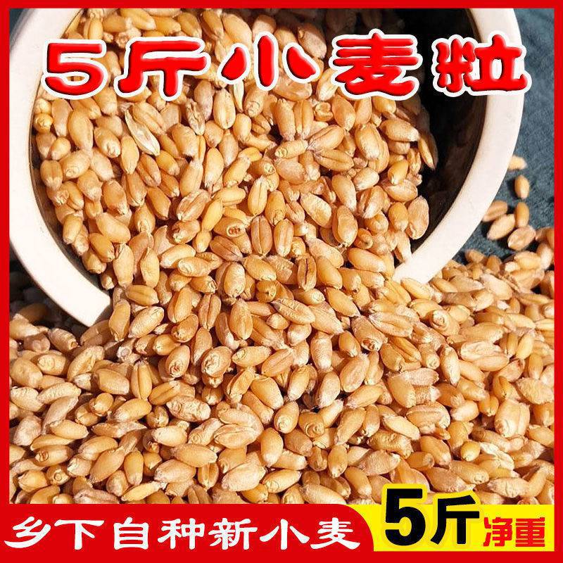 带皮小麦粒5斤食用磨面粉药引发芽苗酿酒小麦子粒10斤批发冬麦2斤