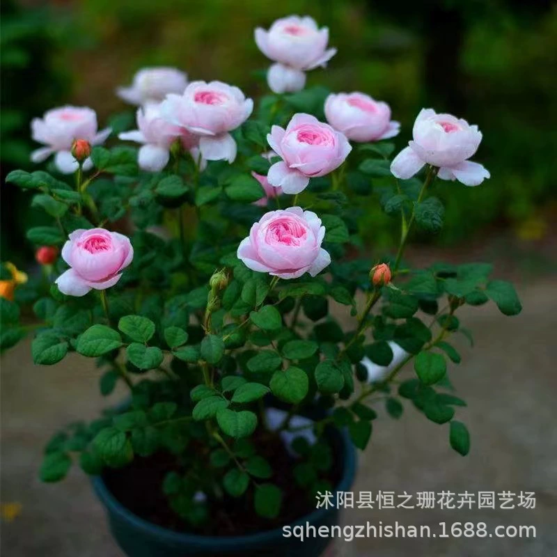 Розовое растение в горшках четыре сезона цветущие кусты большие саженцы, большие цветы