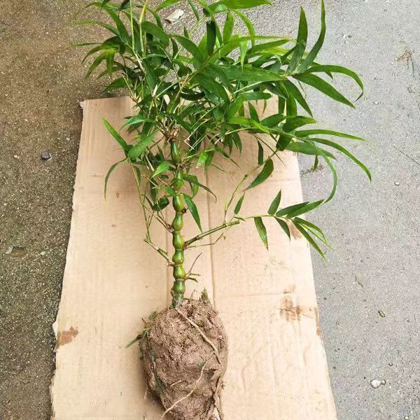 Bamboo Plant Indoor Decoration, Green Bamboo Potted Plant, Ornamental Evergreen Garden Plant, Bonsai, Authentic Bamboo Plant Bamboo Plant Indoor Decoration, Green Bamboo Potted Plant, Ornamental Evergreen Garden Plant, Bonsai, Authentic Bamboo Plant