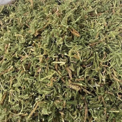 Shen Jin Cao (Lycopodium clavatum) — Dried Herbal Stems for Traditional Decoctions & Soaks quality and texture