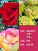 Rose seedlings Yunnan Rose Potted Plant Slap Four Seasons Blossoming Old Piles and Fragrant Fragrant Flower Plant Seedlings