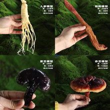 ���F�Ę˱�ģ�ͽ̌W���ߴ�ȫ��֬��ˇƷș��[����������