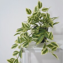 ����GֲС����3D��ӡ��ü����÷��ü�~�Gֲ���Է���ֲ�������b�