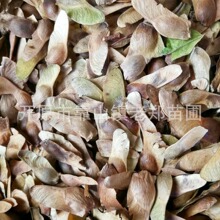 NIlԪNԪі|Gе~ľN