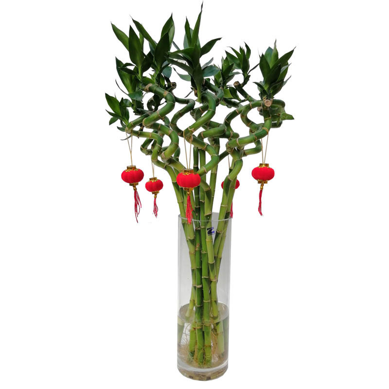 Transferencia de bambú rico con raíces, plantas de bambú, plantas en macetas cultivadas por agua, sala de estar, bambú doblado, bambú de dragón, bambú de buena suerte, plantas hidropónicas image 6