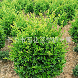 ���ό��I�Nֲ��ɭŮؑ��G�����̽�ɭŮ��Ҏ��ȫ�R�gӭ��ُ