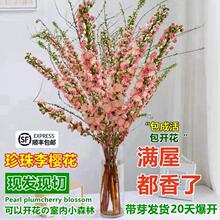 ������ѻ�ѩ���r֦�r�������҃Ⱥ��Bˮ��ֲ�ﻨ��ˮ�B�һ�֦�r��