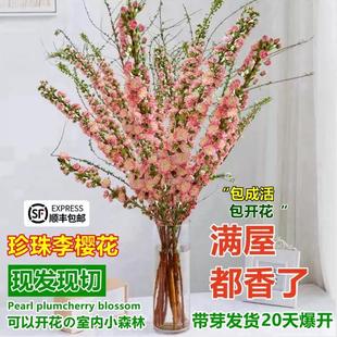 ������ѻ�ѩ���r֦�r�������҃Ⱥ��Bˮ��ֲ�ﻨ��ˮ�B�һ�֦�r��