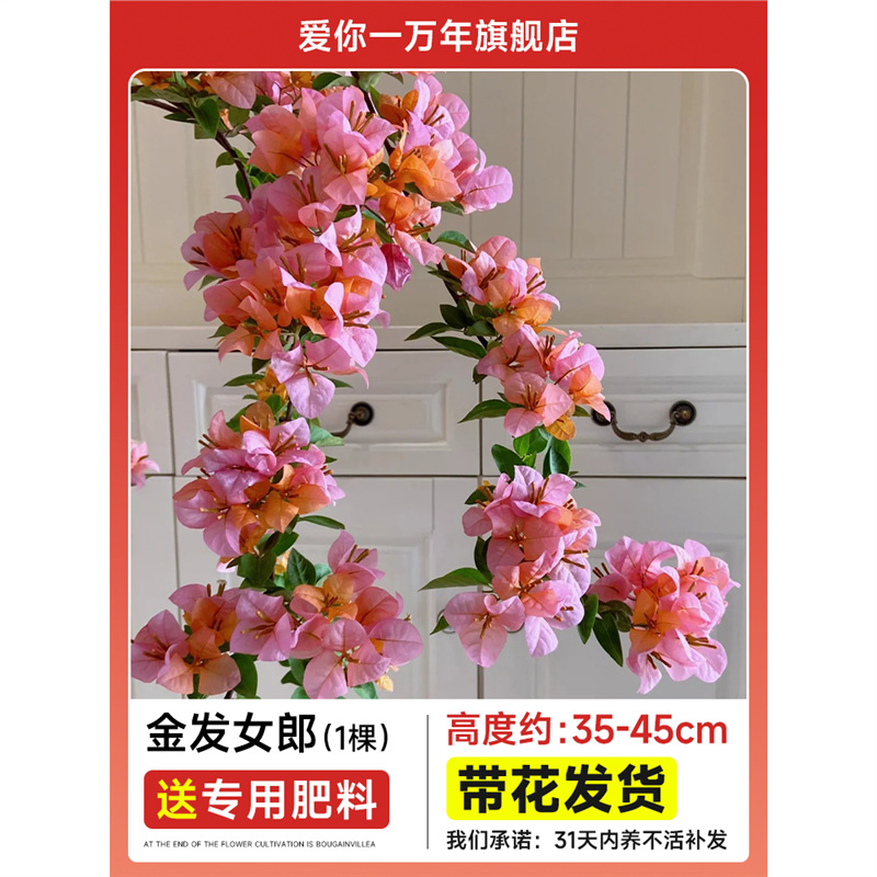 부겐빌레아 : 블론드 큰 모종 [다계절 꽃피우기] + 비료