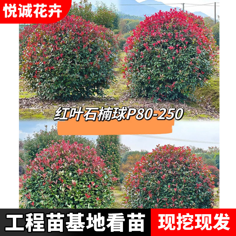 红叶石楠球批发园林别墅工程绿化灌木篱笆墙耐寒高杆石楠球树苗
