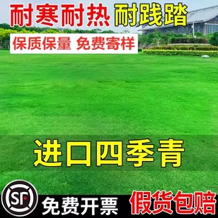 Imported Dwarf Lawn Lawn Sijiqing American Four-Season Green Grass Seeds No Pruning Courtyard House Slope Protection Greening