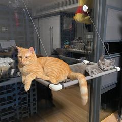 猫のハンモックは巣を掛けて吸盤式の猫の巣の四季の通用の猫のベランダのハンモックの巣のブランコの小さいペットの猫の用品を吸います。