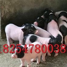 巴馬香豬小豬仔子一年的巴馬香豬出售北京黑豬出售養殖場直銷