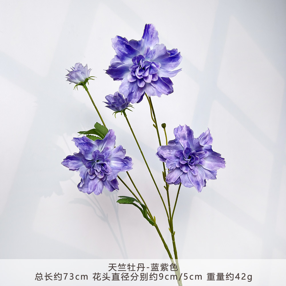 MJ-天竺牡丹-蓝紫