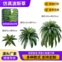 定制家居盆栽蕨类草